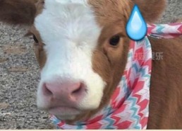 娱乐吃瓜酱自己,揭秘娱乐圈幕后故事，带你领略明星真实生活