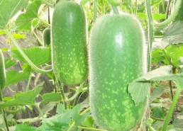 吃瓜娱乐配音制作方法,打造你的专属趣味声音